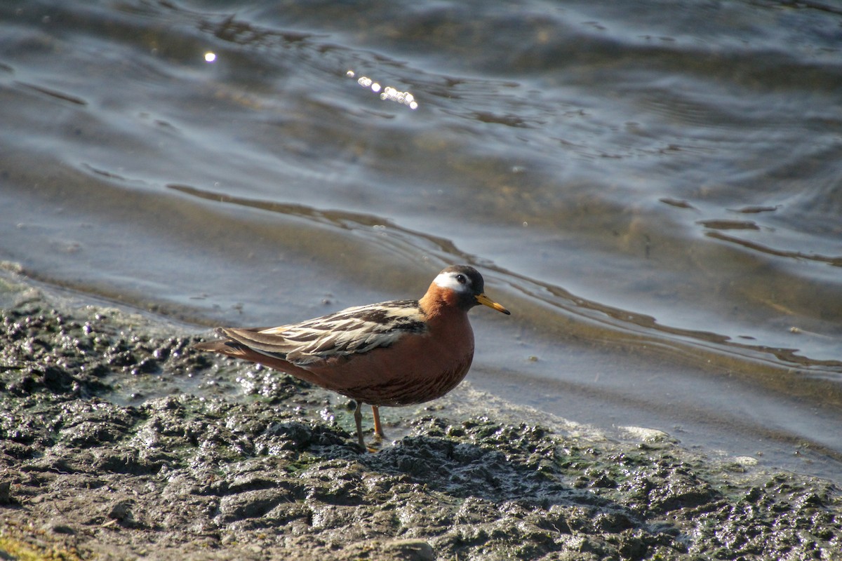 polarsvømmesnipe - ML620712902