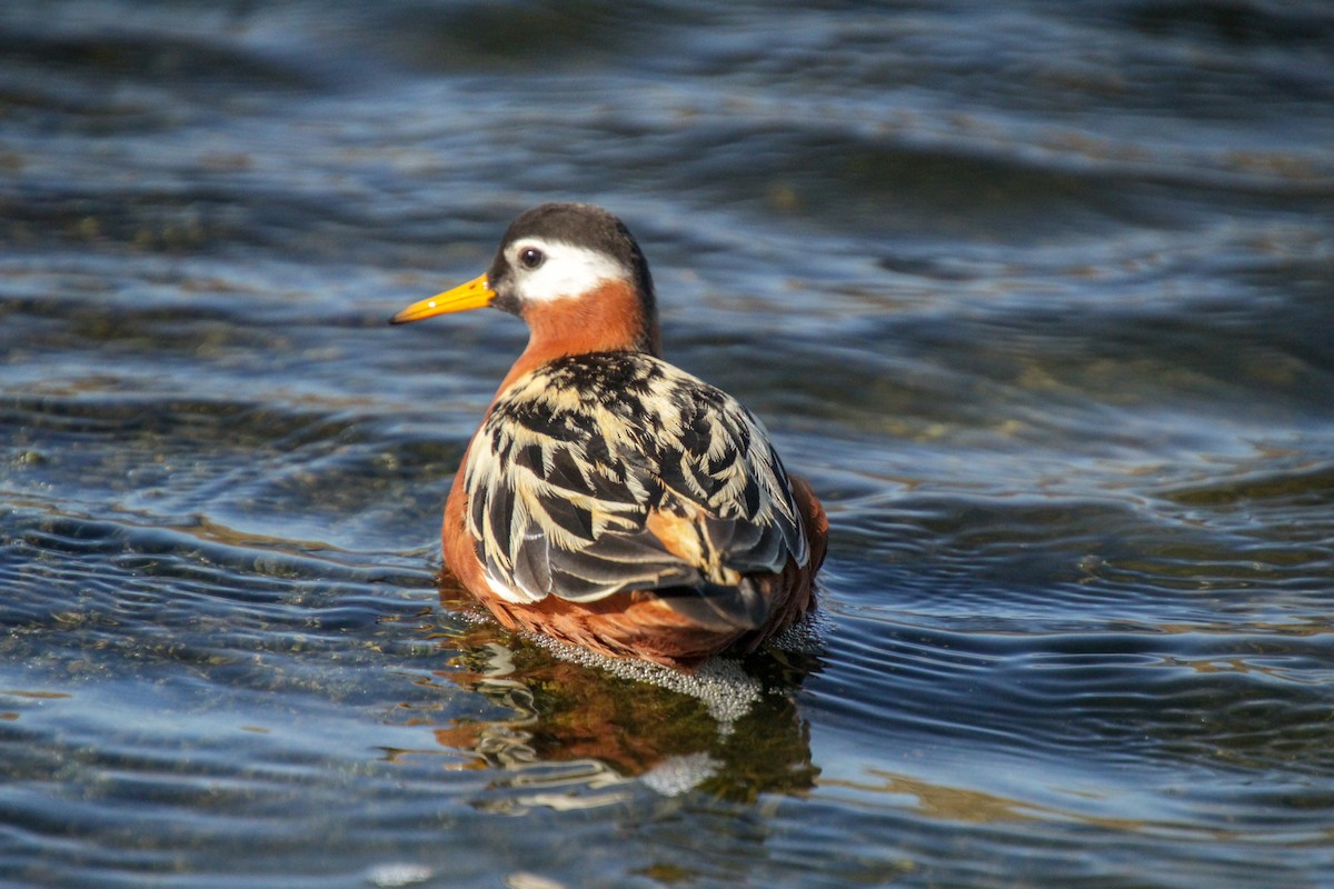 polarsvømmesnipe - ML620712903