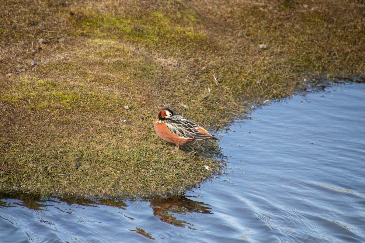 polarsvømmesnipe - ML620712904