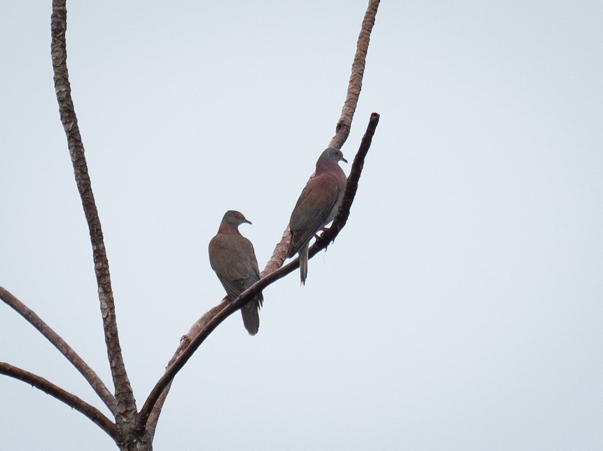 Pale-vented Pigeon - ML620712905