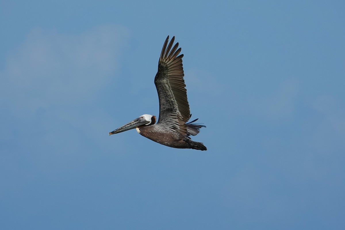 Brown Pelican - ML620712906