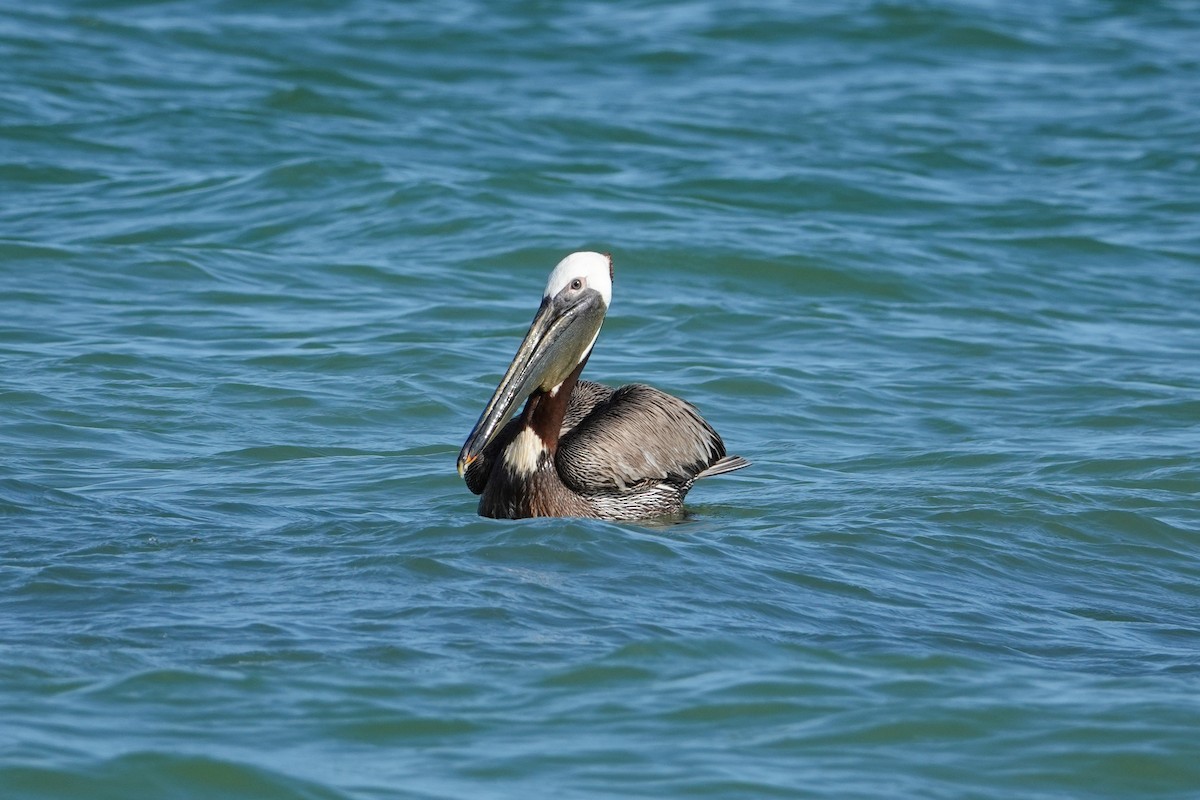 Brown Pelican - ML620712908