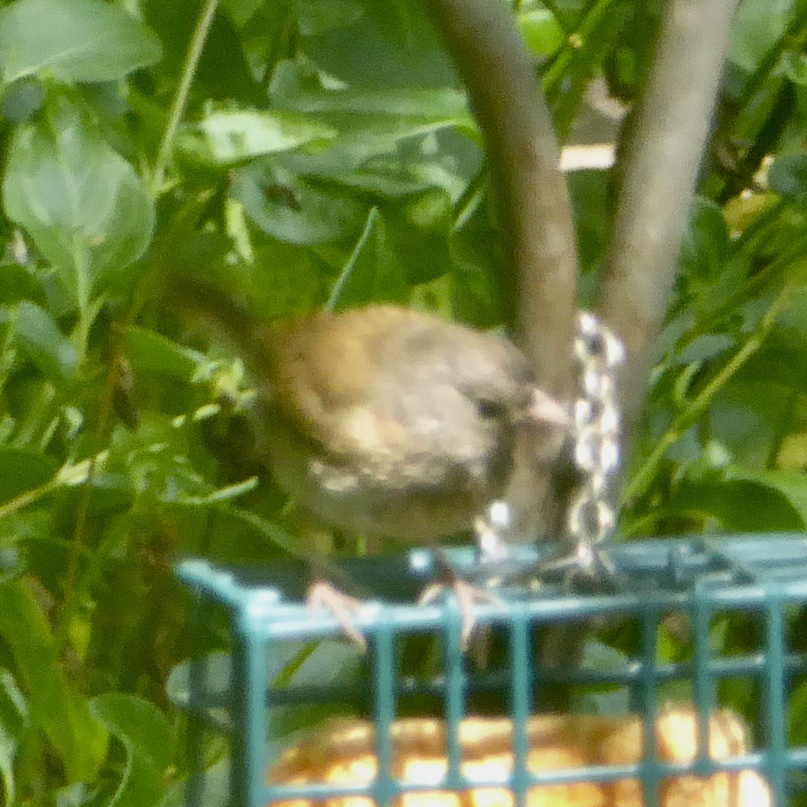 Dark-eyed Junco (Oregon) - Anonymous