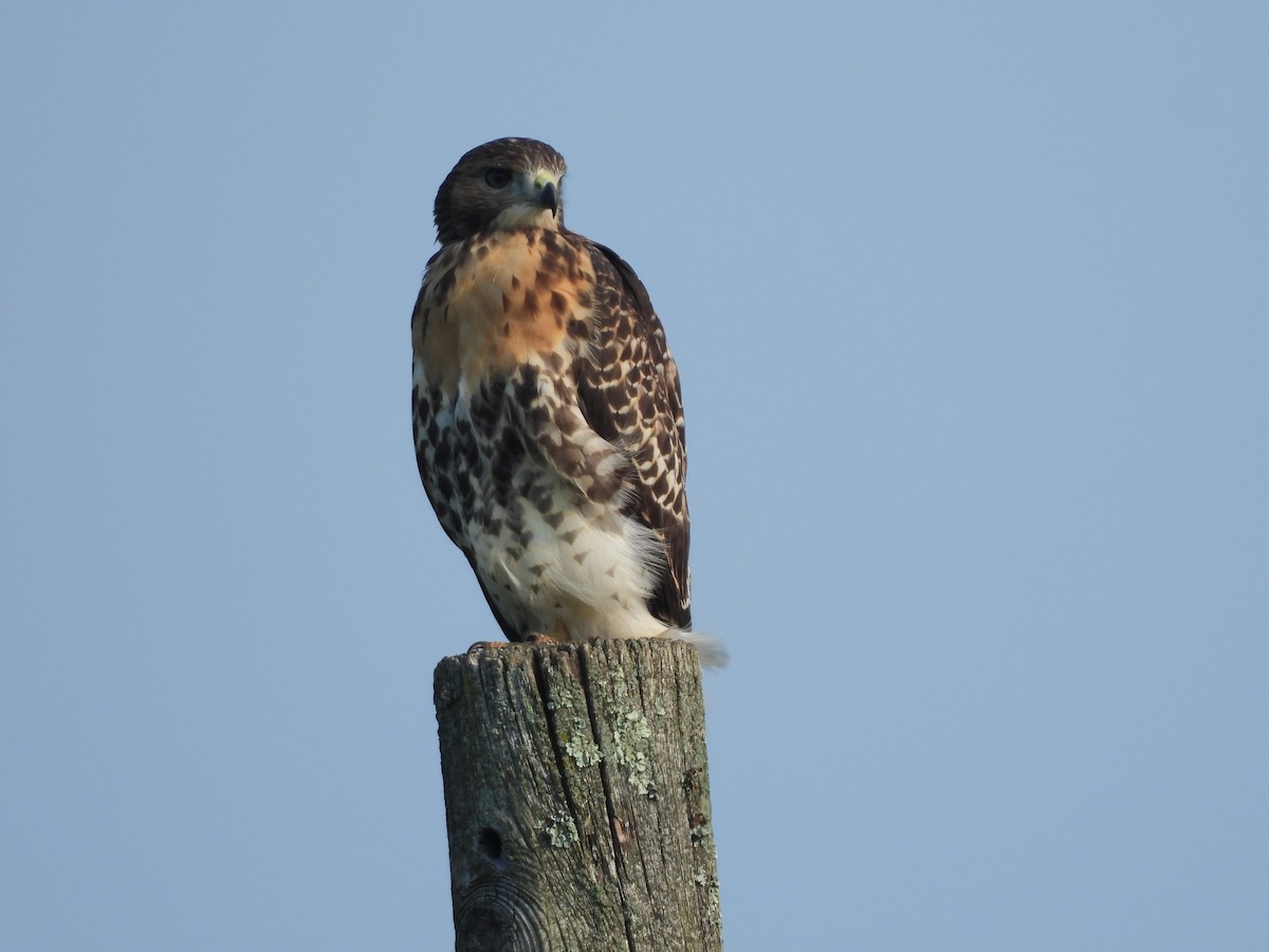 Red-tailed Hawk - ML620712913