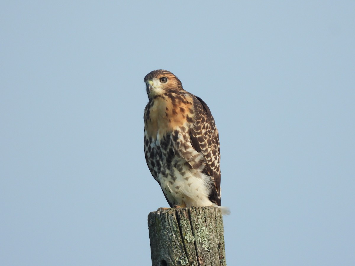 Red-tailed Hawk - ML620712914