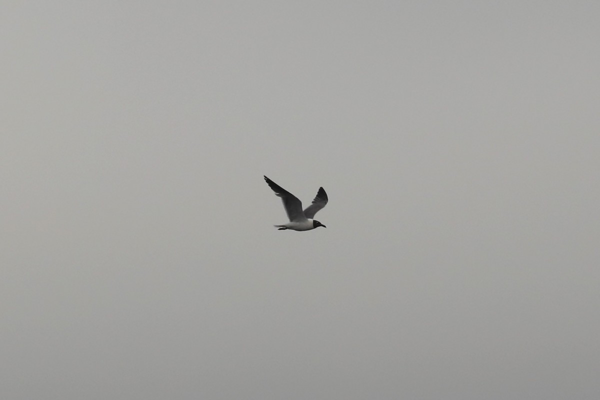 Laughing Gull - ML620712915