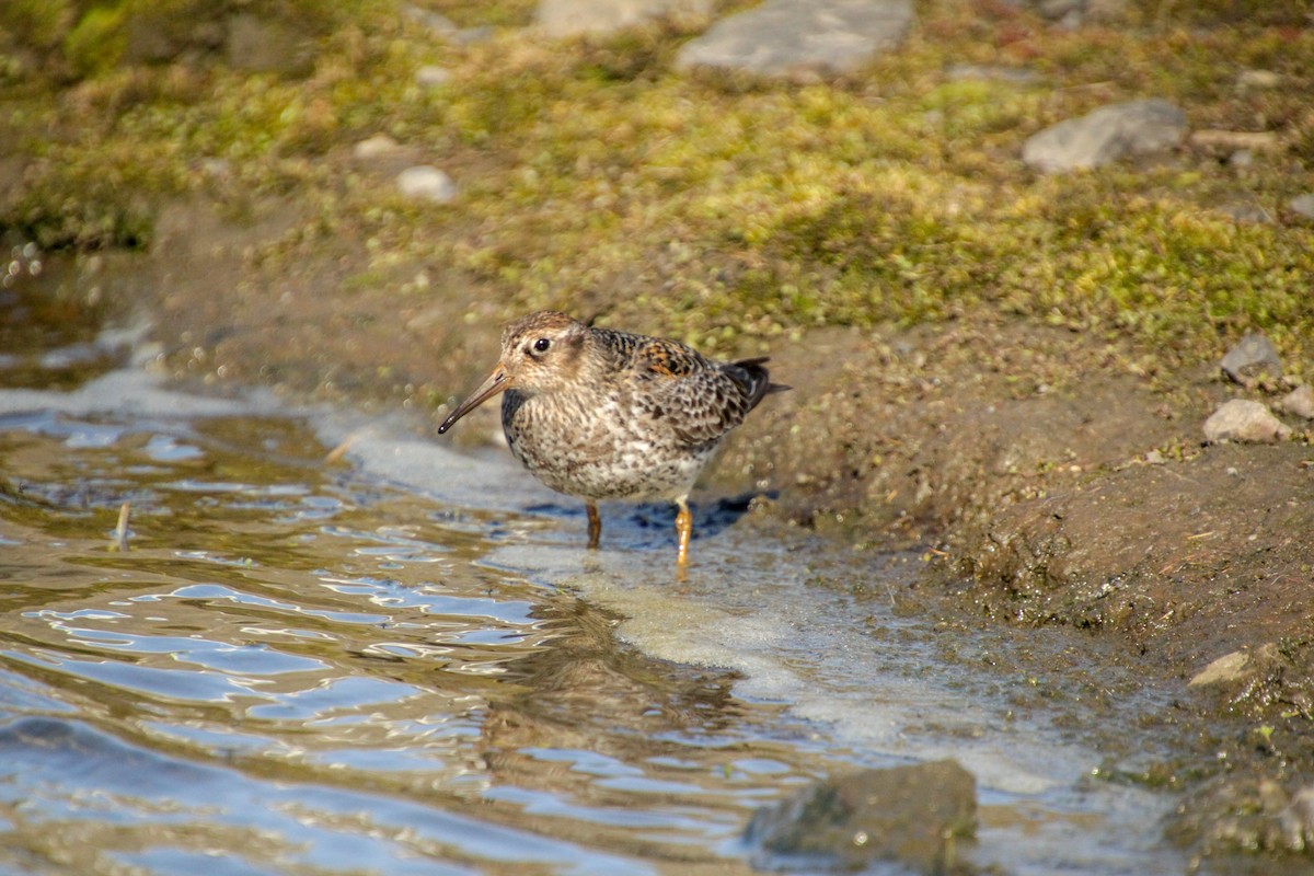 Purple Sandpiper - ML620712916