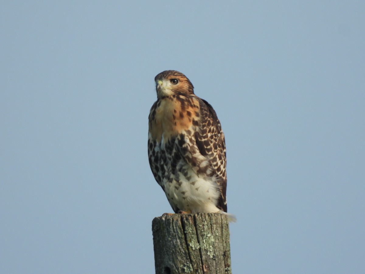 Red-tailed Hawk - ML620712917