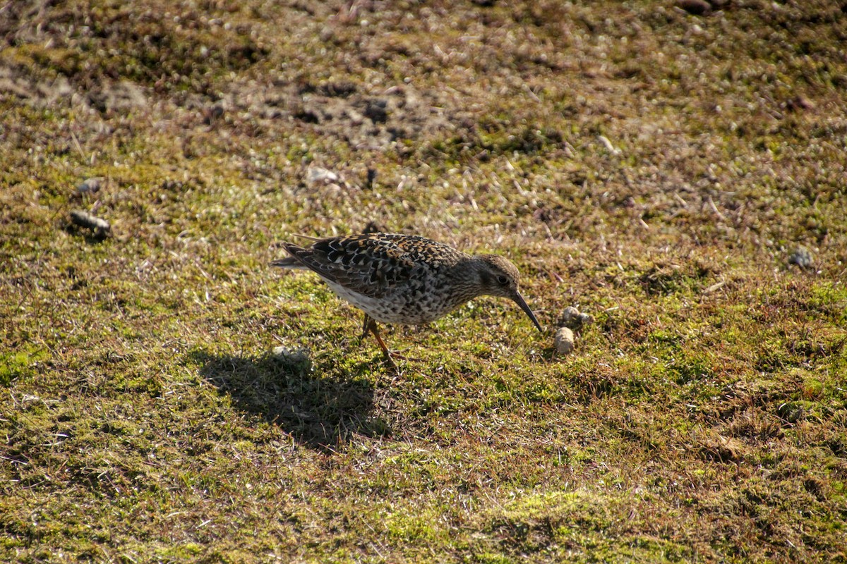 Purple Sandpiper - ML620712918