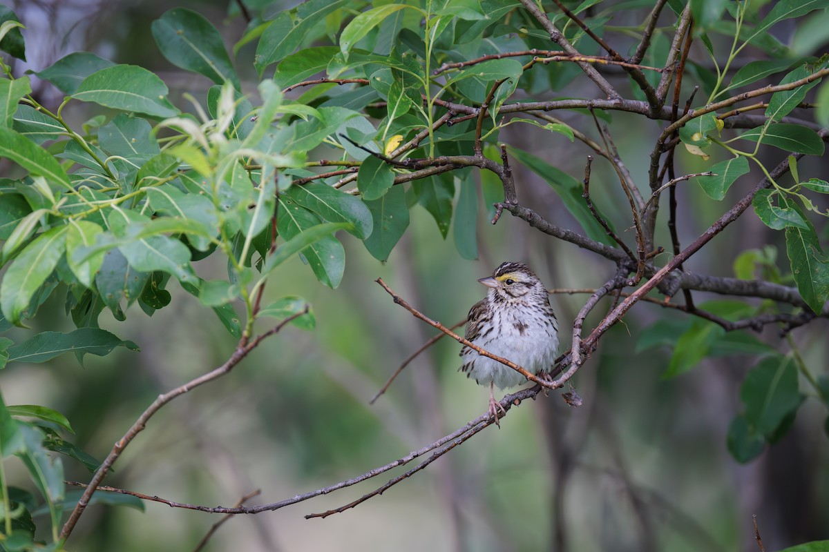 White-throated Sparrow - ML620712922