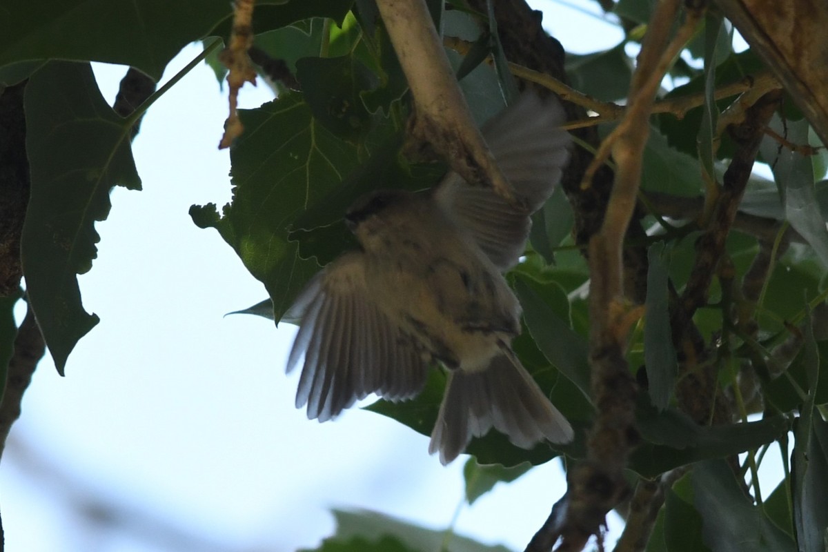 Bushtit - ML620712923