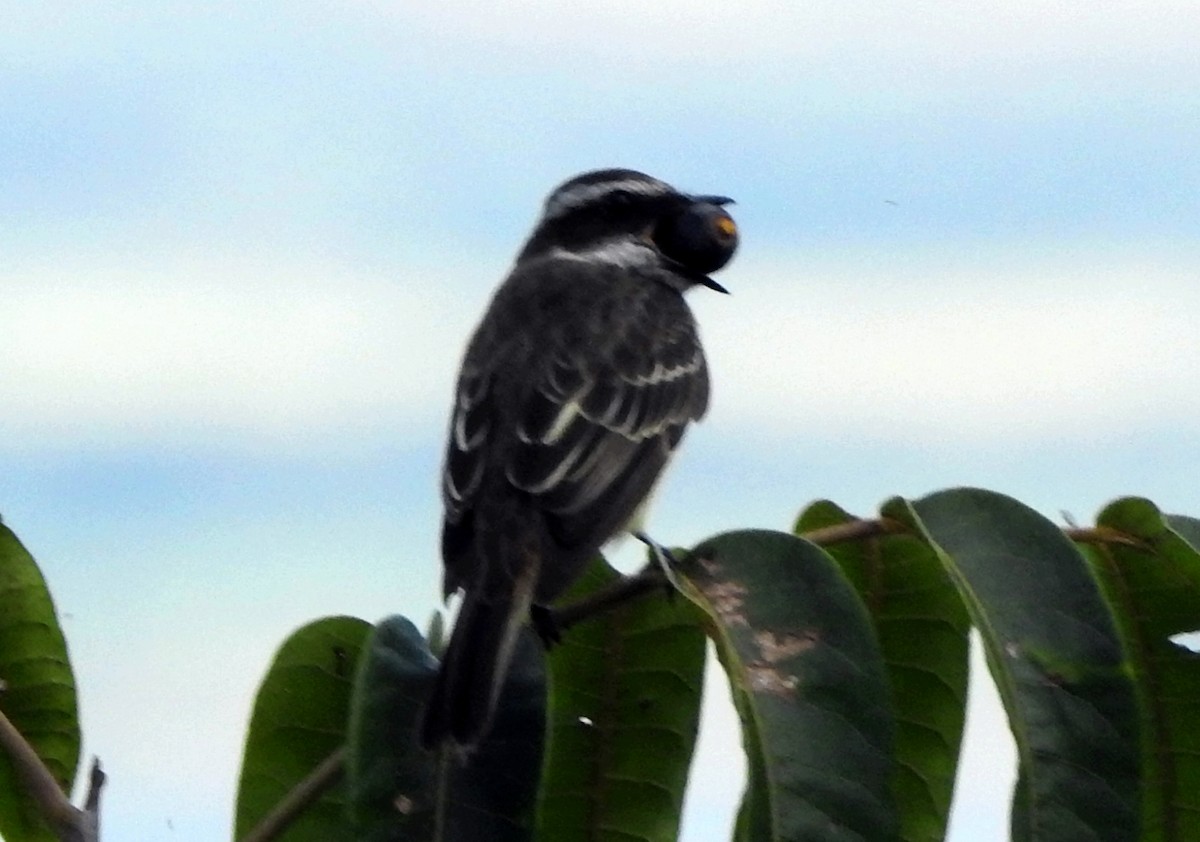 Piratic Flycatcher - ML620712925