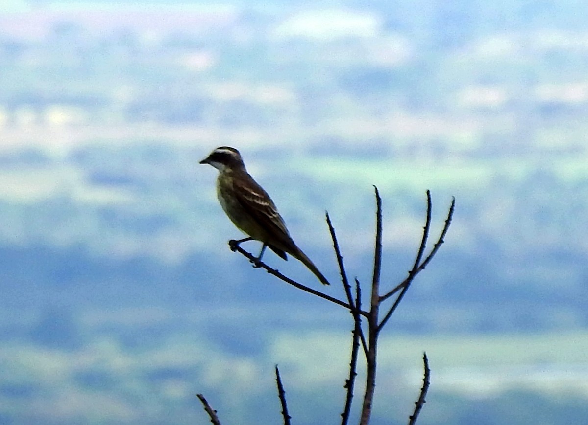 Piratic Flycatcher - ML620712926