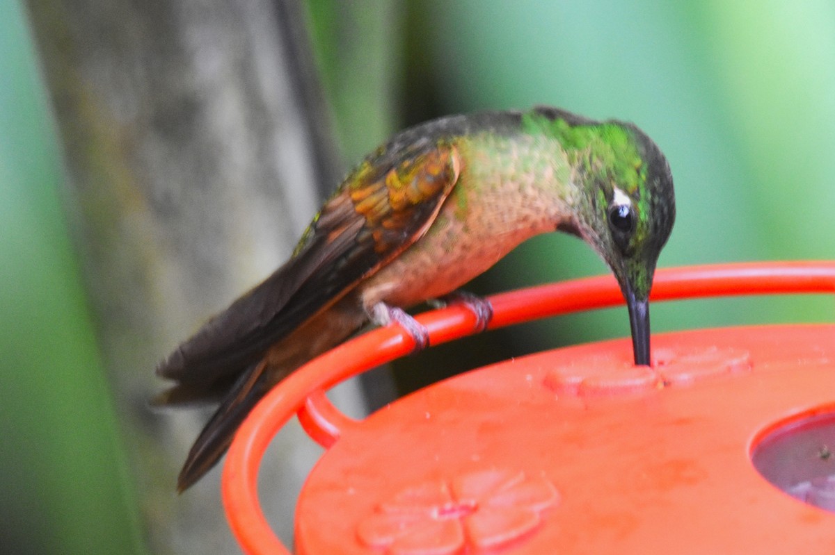 Fawn-breasted Brilliant - ML620712927