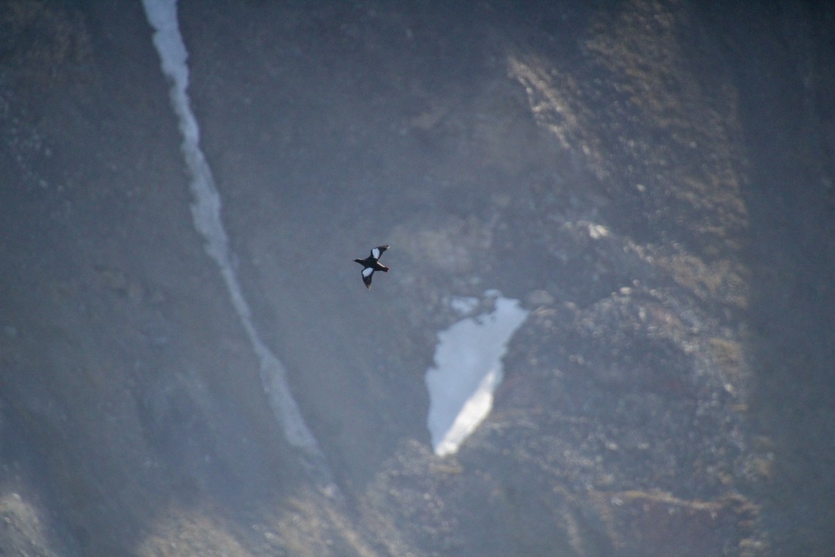 Black Guillemot - ML620712930