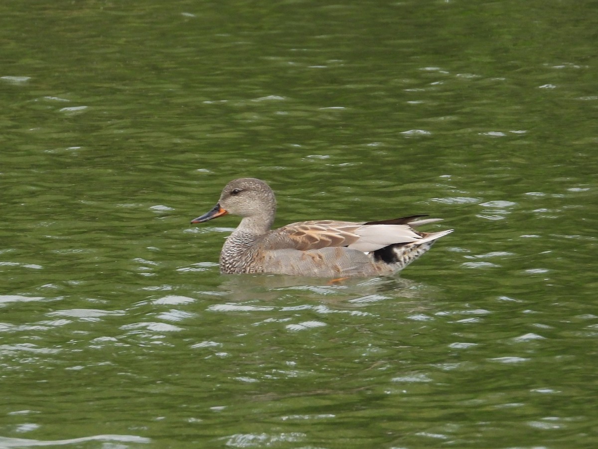 Gadwall - ML620712932