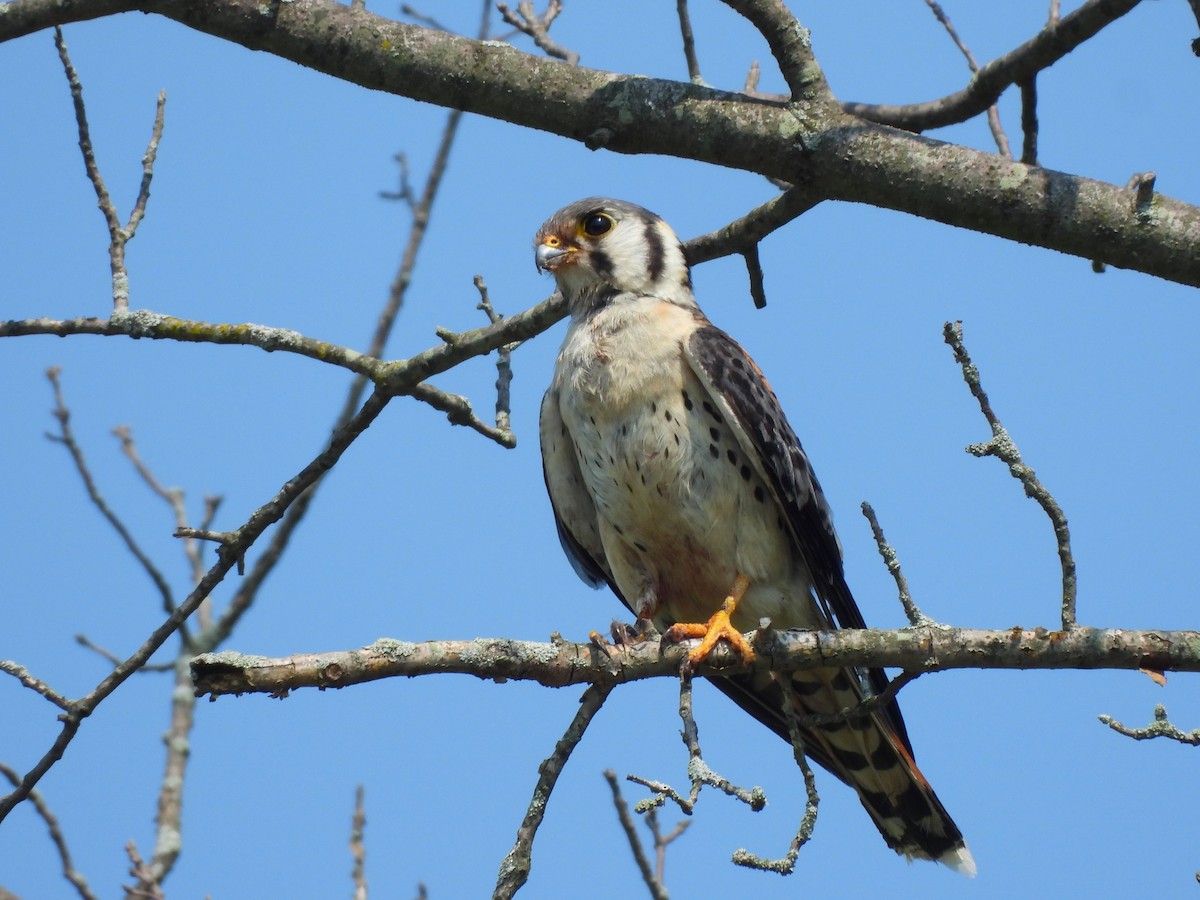 American Kestrel - ML620712935