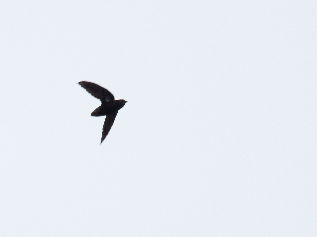 Short-tailed Swift - ML620712937