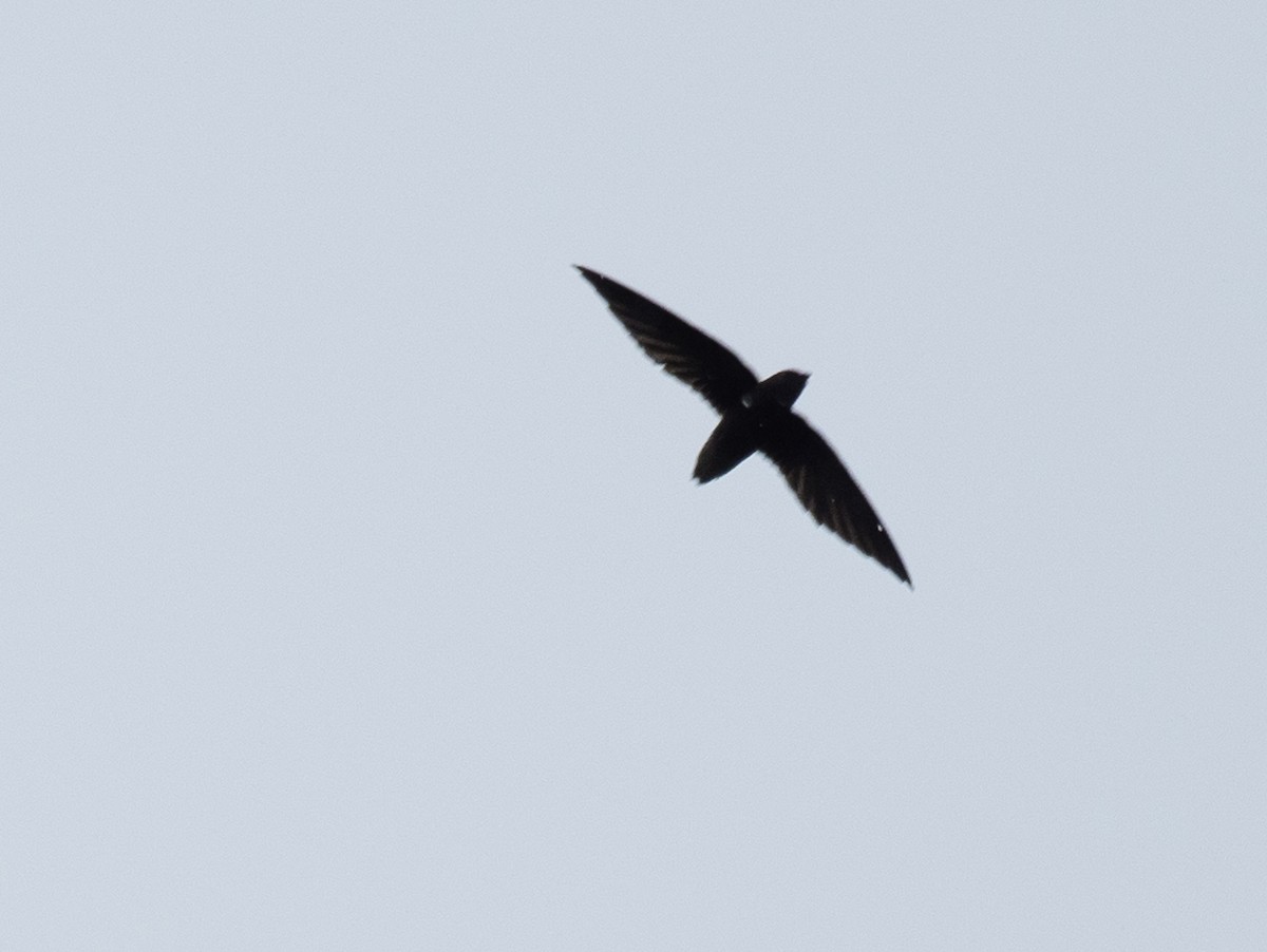 Short-tailed Swift - ML620712939