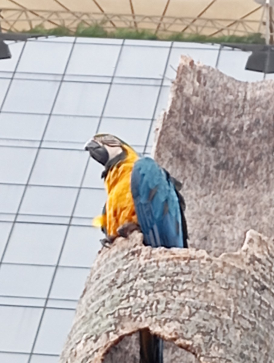 Blue-and-yellow Macaw - ML620712944