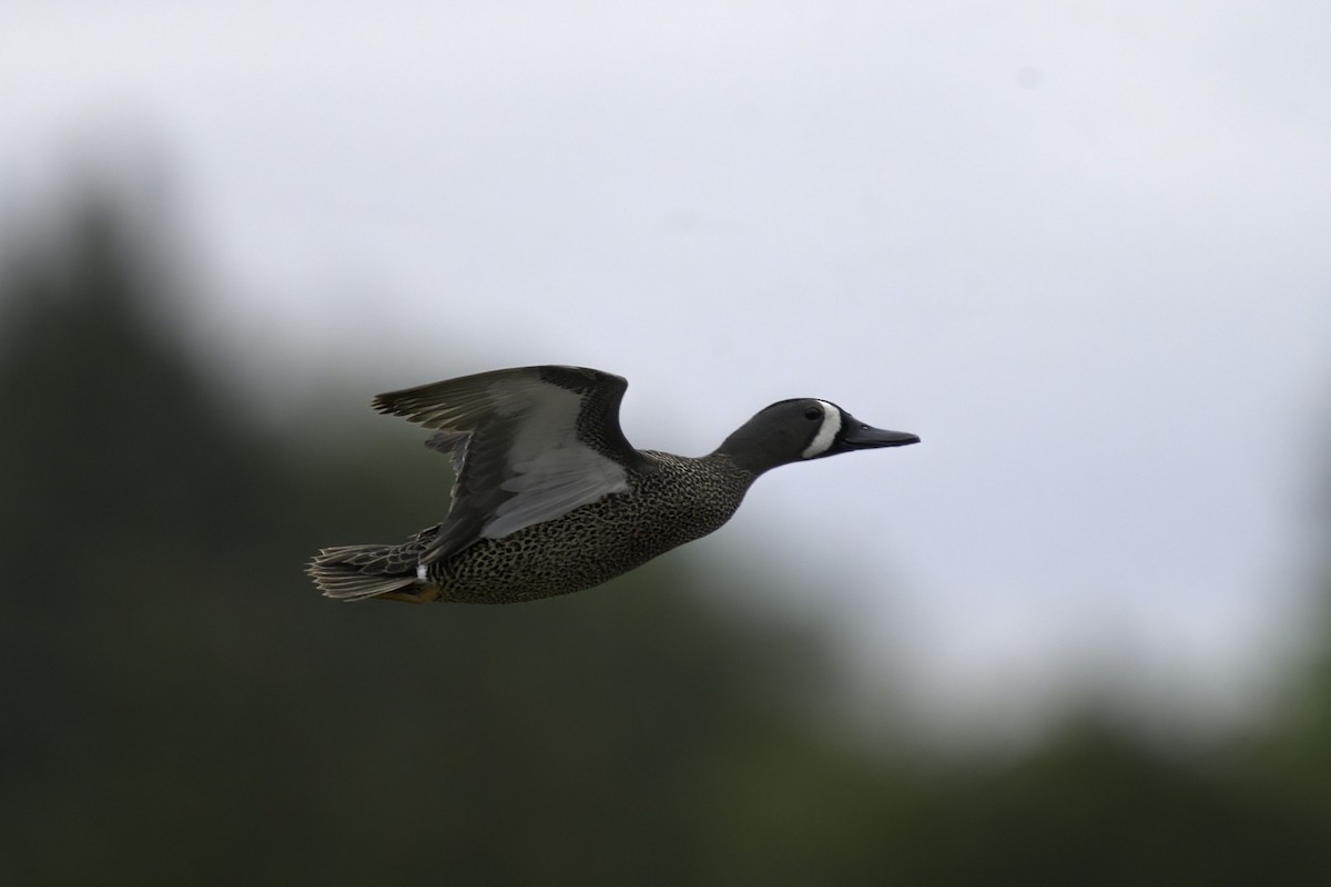 Blue-winged Teal - Martin  Carlin