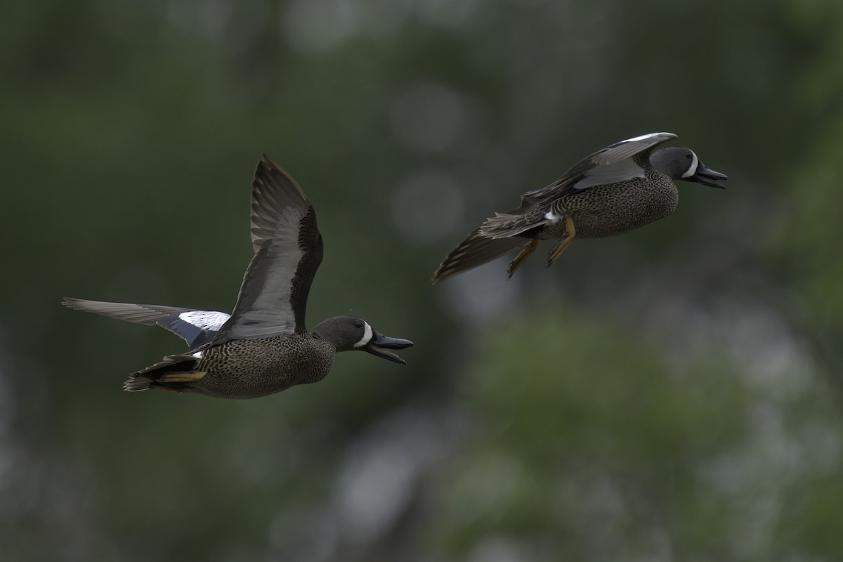 Blue-winged Teal - ML620712948