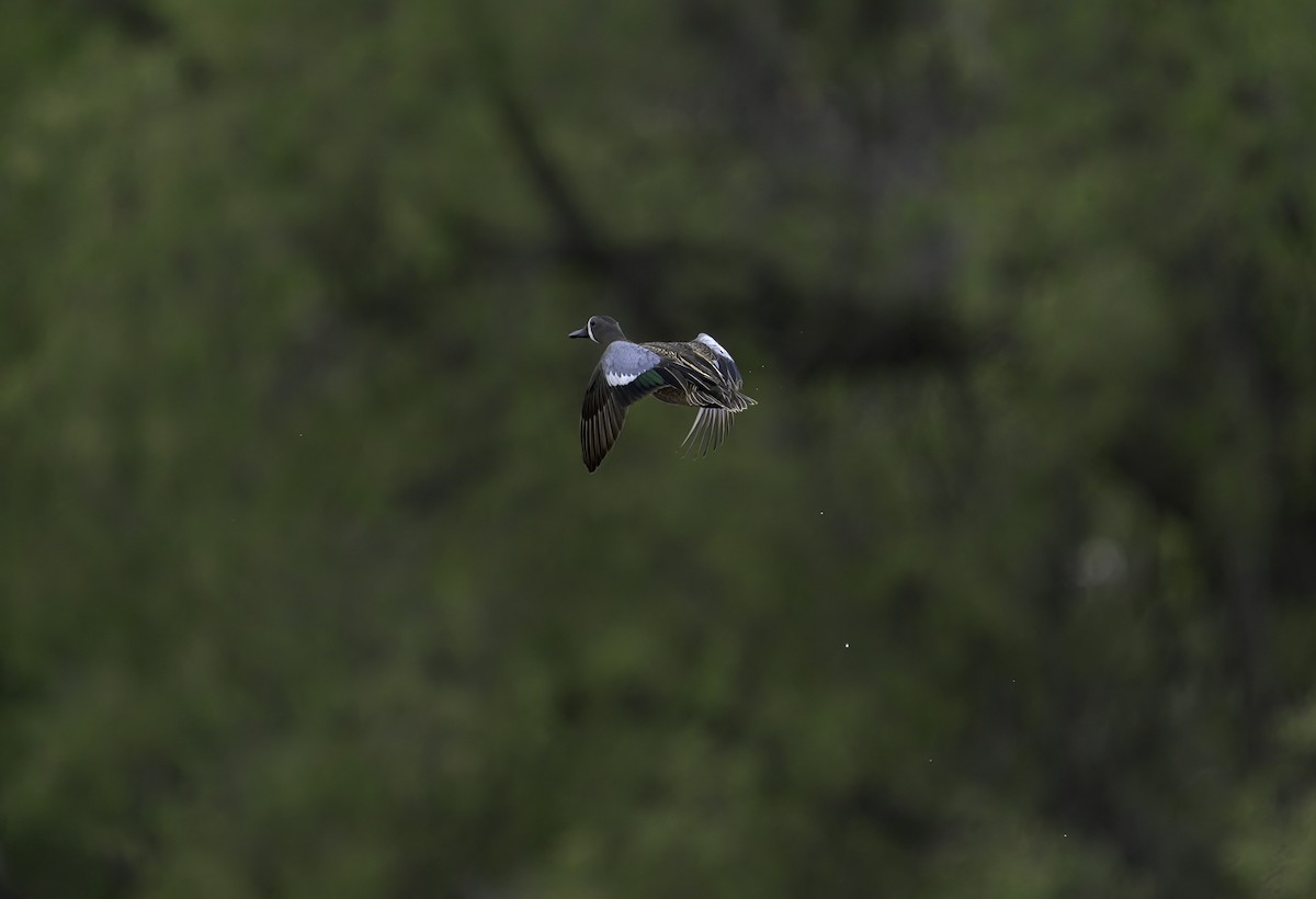 Blue-winged Teal - ML620712950