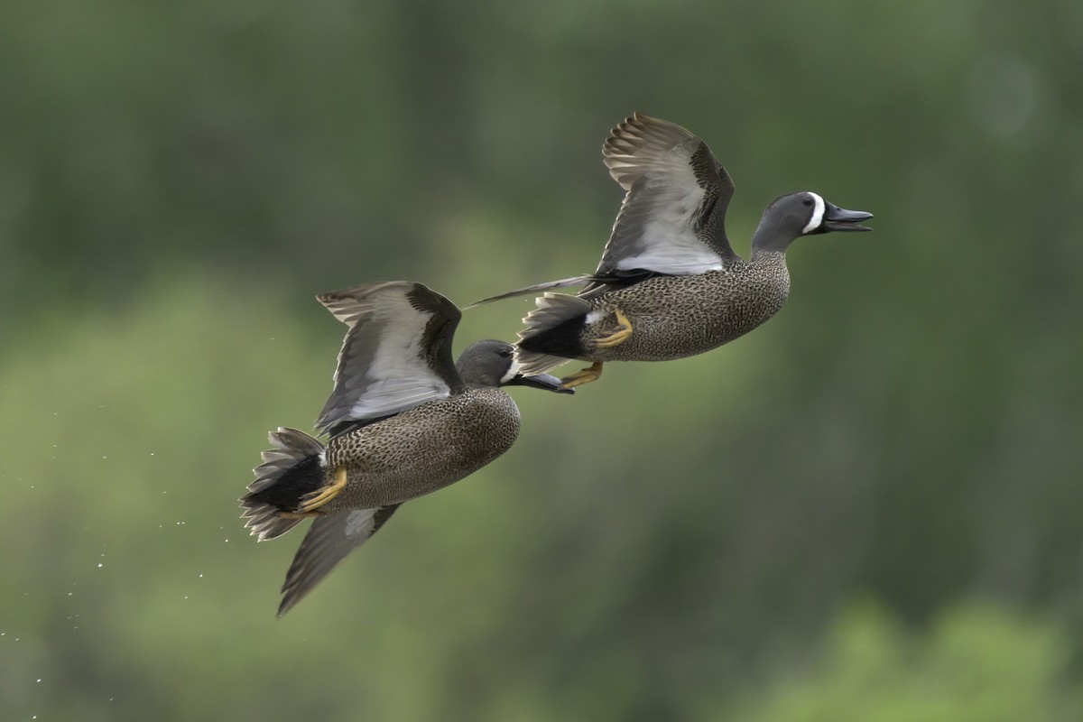 Blue-winged Teal - ML620712953