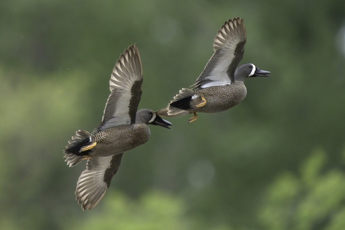 Blue-winged Teal - ML620712954