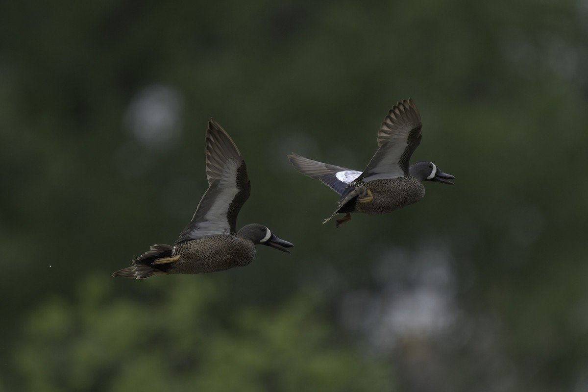 Blue-winged Teal - ML620712955