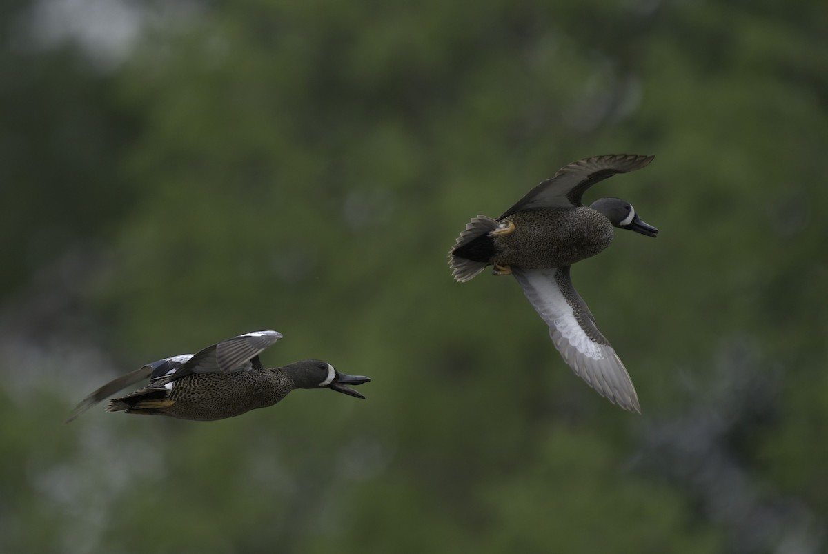 Blue-winged Teal - ML620712956