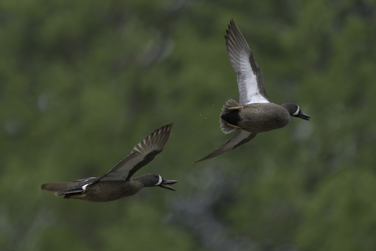 Blue-winged Teal - ML620712957