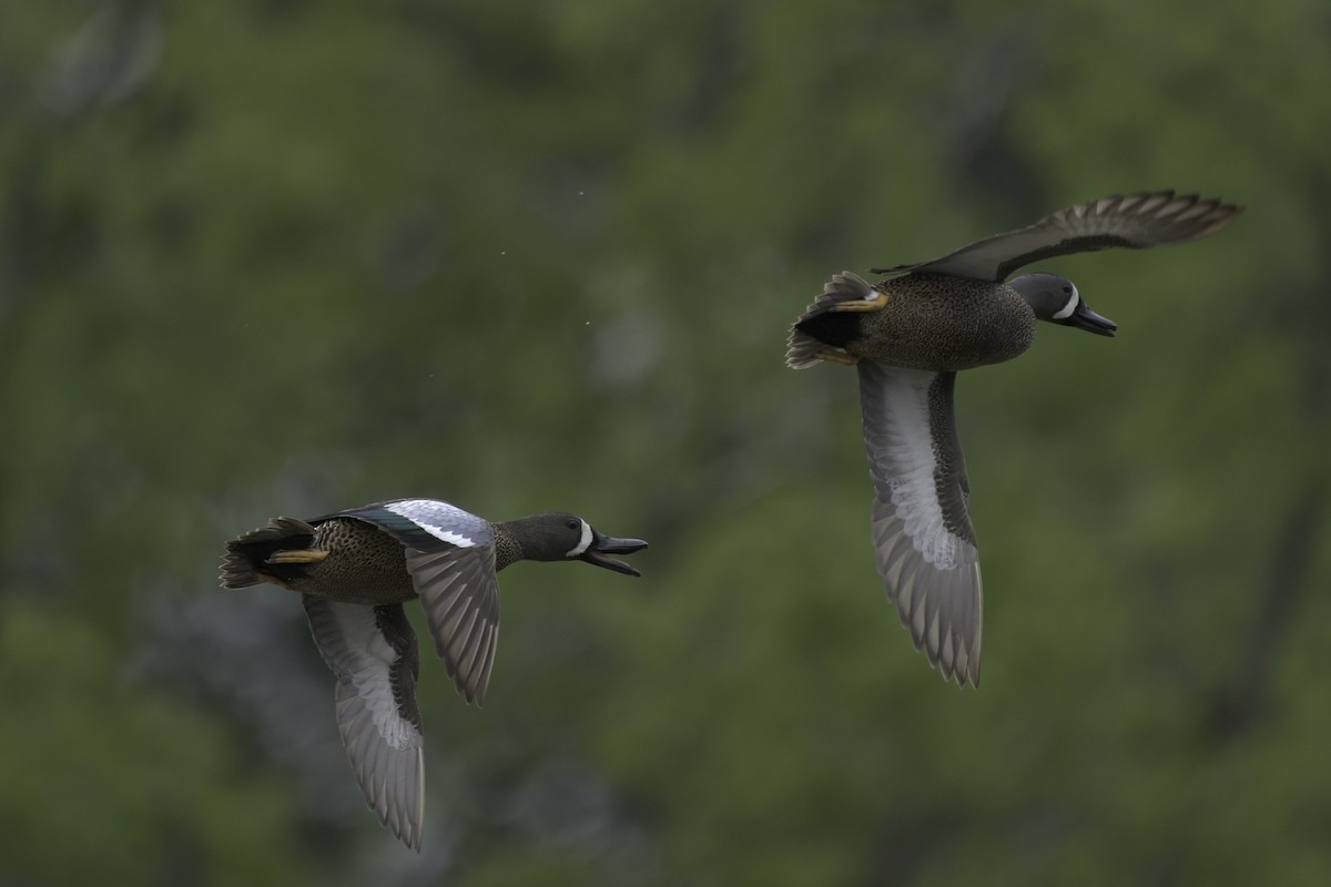 Blue-winged Teal - ML620712958