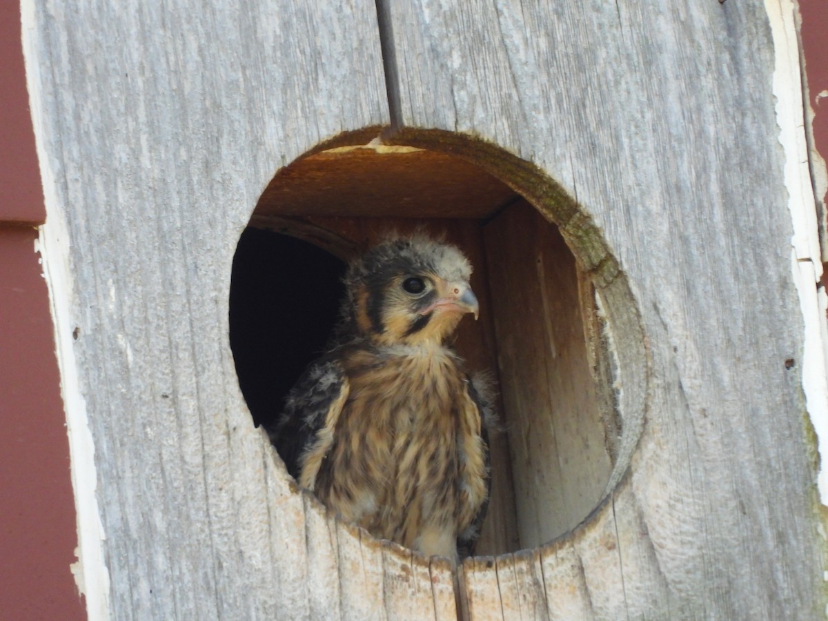 American Kestrel - ML620712961