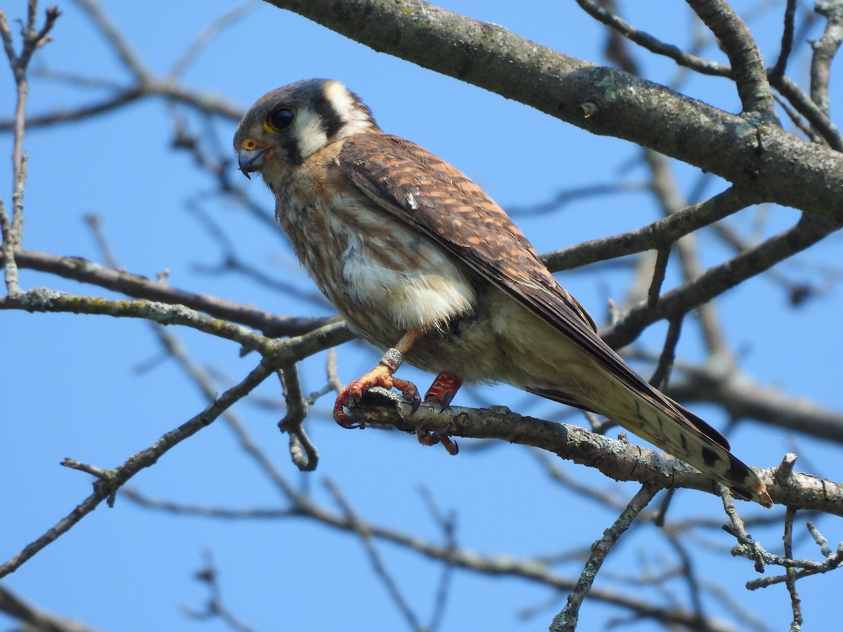 American Kestrel - ML620712962