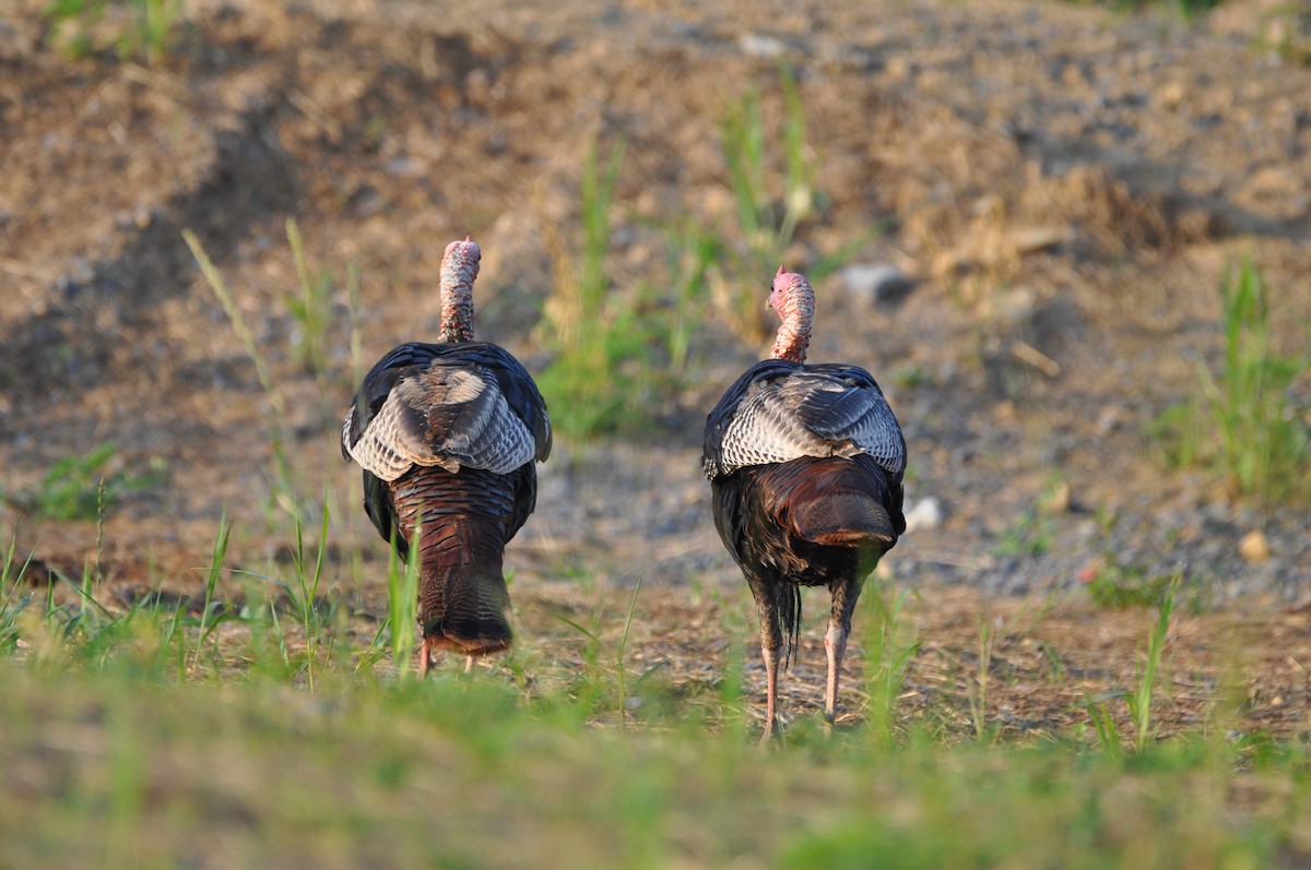 Wild Turkey - ML620712974