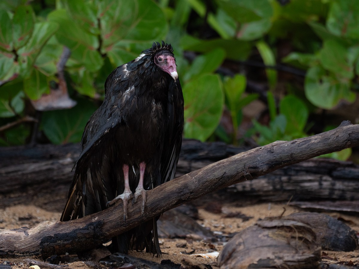 Turkey Vulture - ML620712975