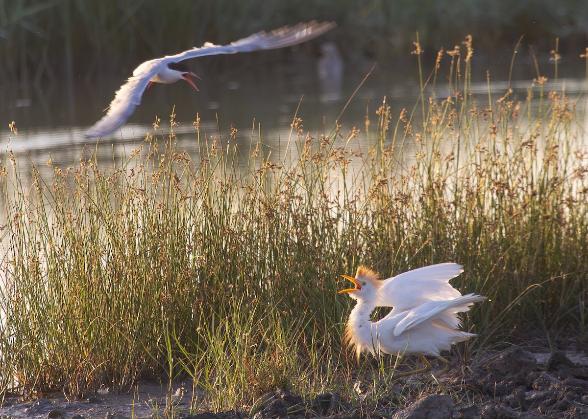 Western Cattle Egret - ML620712979