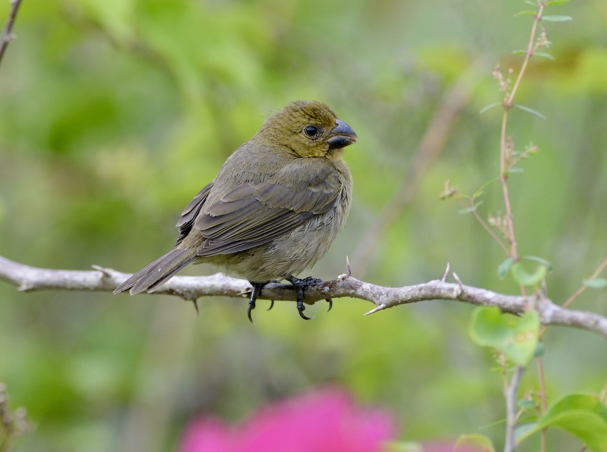 Variable Seedeater - ML620712981