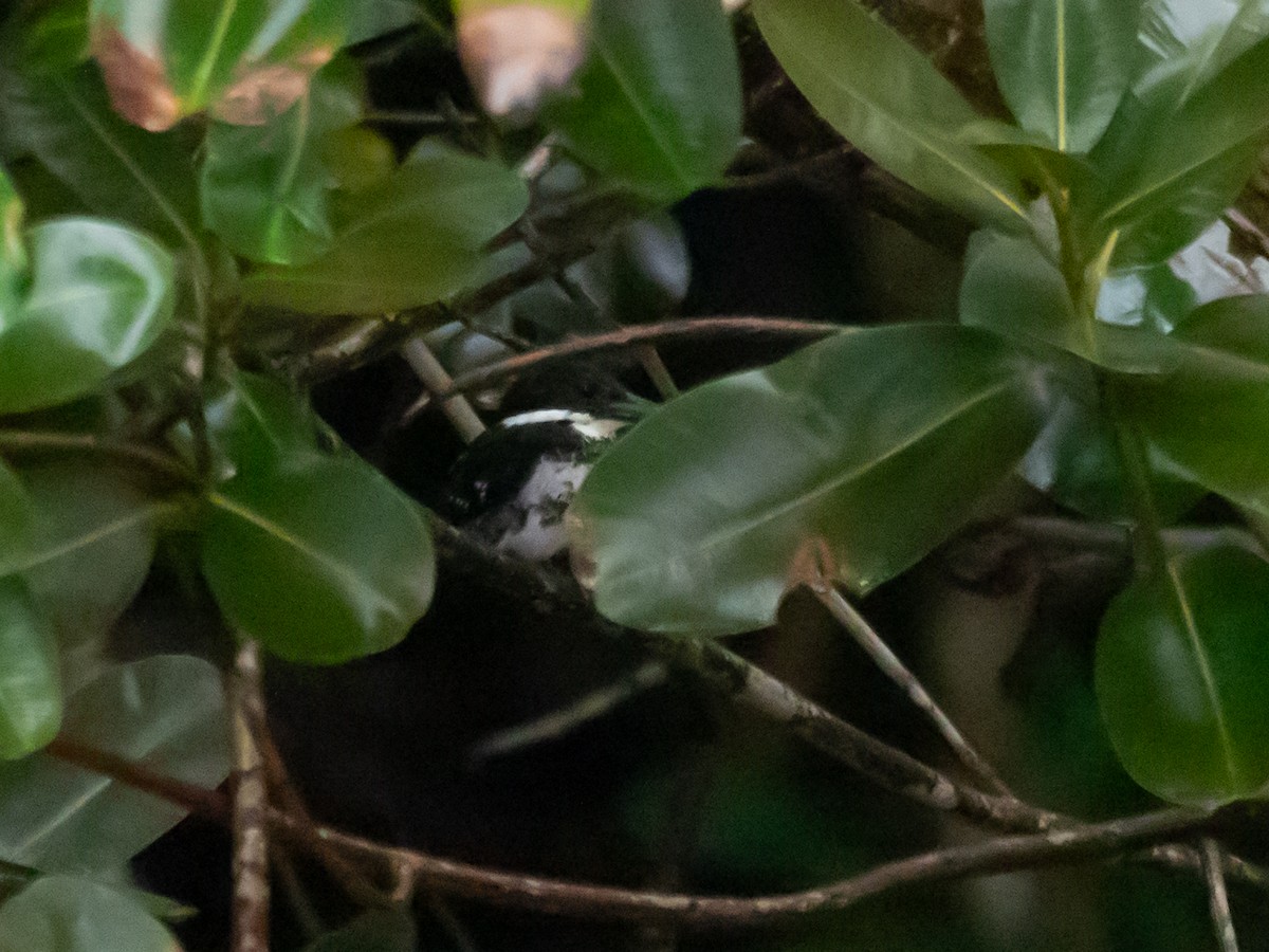 Green Kingfisher - ML620713007