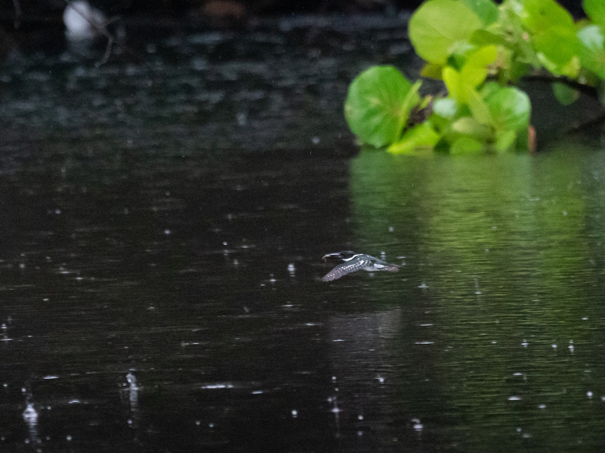 Green Kingfisher - ML620713008