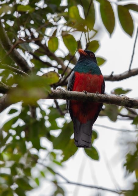 Slaty-tailed Trogon - ML620713010