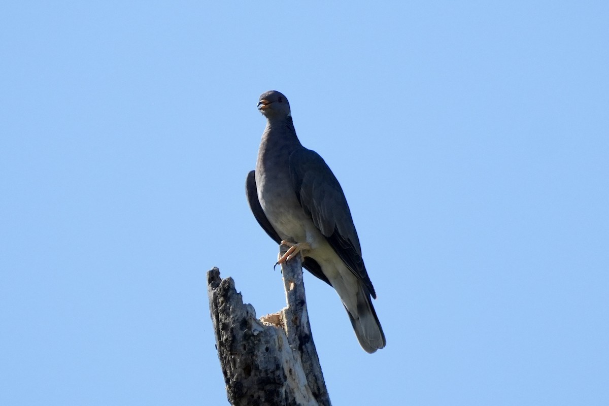 Band-tailed Pigeon - Ryan Ludman