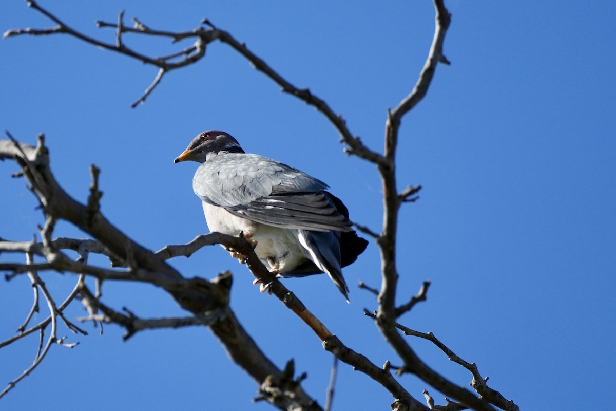 Band-tailed Pigeon - ML620713018