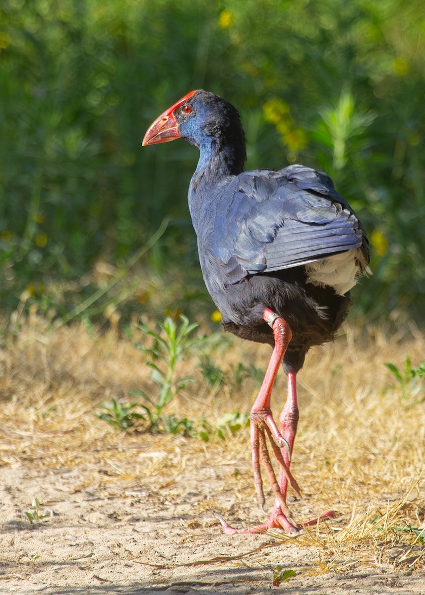 Western Swamphen - Nathaniel Dargue