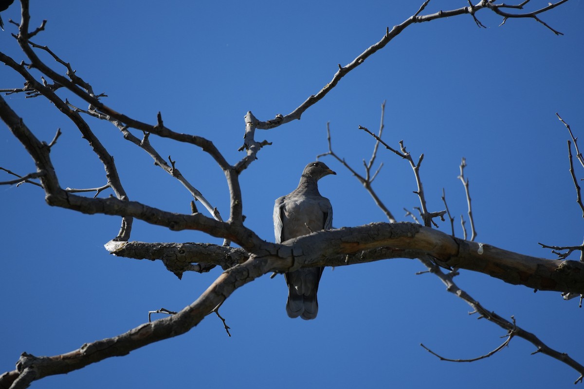 Band-tailed Pigeon - ML620713020