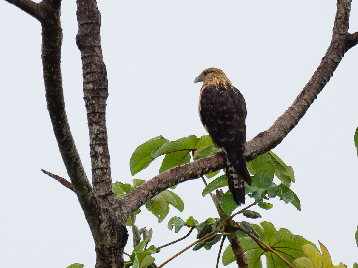 Yellow-headed Caracara - ML620713021