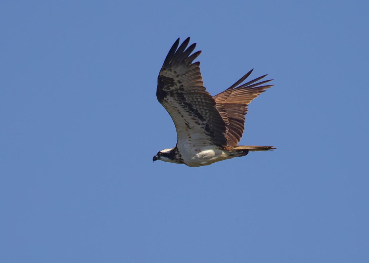 Balbuzard pêcheur - ML620713024