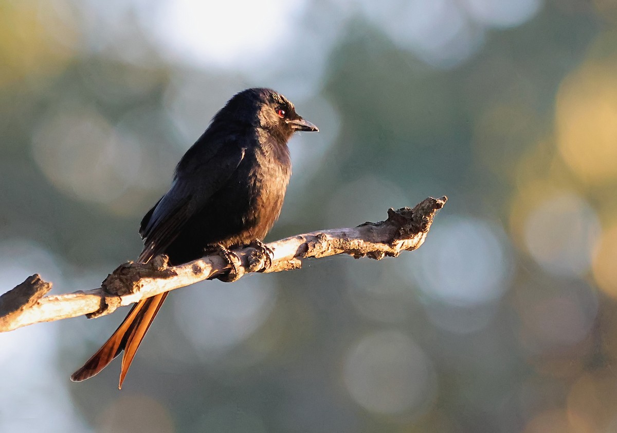 drongo africký - ML620713026