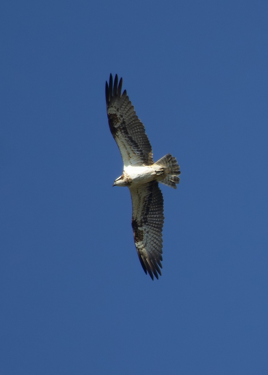 Águila Pescadora - ML620713028